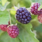 Tennessee'S Best Old Fashioned Boysenberry Jams | Handcrafted With Simple Ingredients | Small Batch Made | 18 Oz Resealable Glas