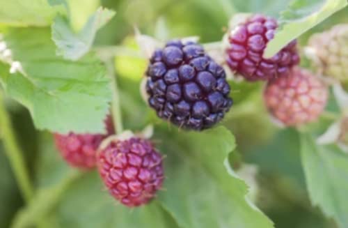 Tennessee'S Best Old Fashioned Boysenberry Jams | Handcrafted With Simple Ingredients | Small Batch Made | 18 Oz Resealable Glas