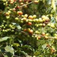 Ethiopian Yirgacheffe Green Unroasted Coffee Beans 1 Pound