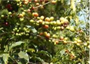 Ethiopian Yirgacheffe Green Unroasted Coffee Beans 1 Pound