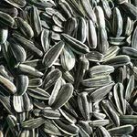 Bulk Seeds Sunflower Seeds Roasted & Salted Shelled - Single Bulk Item - 25Lb