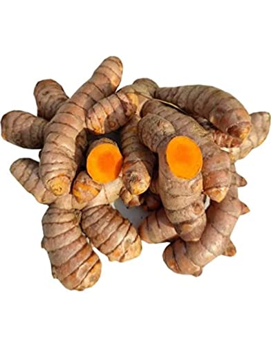 Organic Kachi Haldi, 500G (100% Organic) Chemical-Free Turmeric Roo