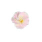 O'Creme Gumpaste White-&-Pink Azalea Flower Set Of 6 - 2 Inch - Edible Flowers For Cake Decorating - Sugar Paste Flower Decorati