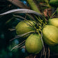 La Maga Crema caliente de coco keto (Hot coconut cream keto)