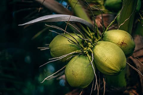 La Maga Crema caliente de coco keto (Hot coconut cream keto)