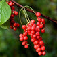 Nature Tea Schisandra Berry - Dried Loose Berry, 4 oz, Red, 100% Natural