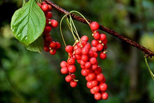 Nature Tea Schisandra Berry - Dried Loose Berry, 4 oz, Red, 100% Natural