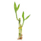 Set Of Ten Live Lucky Bamboo 2 Stalk Arrangements In Red Square Ceramic Planters - Inch Lucky Bamboo Indoor Potted House Plants