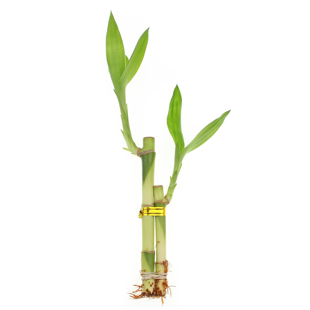 Set Of Ten Live Lucky Bamboo 2 Stalk Arrangements In Red Square Ceramic Planters - Inch Lucky Bamboo Indoor Potted House Plants