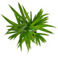 Shop Succulents Areca Palm, Live Indoor Plant, Low Maintenance Tropical Palm, Ideal For Home Decor, Office, And Room Enhancement