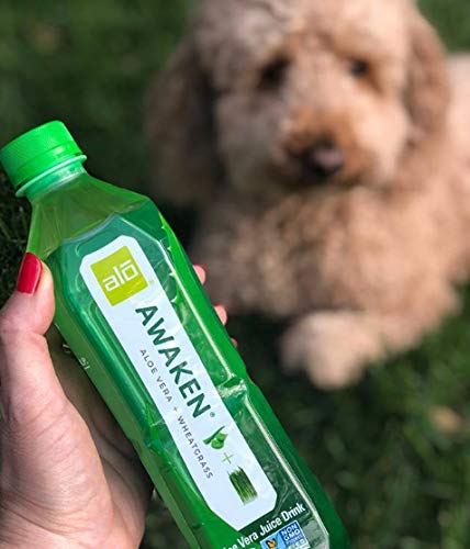 ALO Aloe Vera Juice Drink | AWAKEN - Aloe Vera + Wheatgrass | 16.9 fl oz, Pack of 12 | Plant Based Drink with Real Aloe Vera Pul