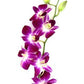 Premium Cut Purple Orchids (20 Stems With Vase) (Support Small Business)