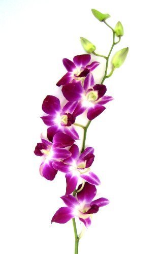 Fresh Cut Flowers -Dendrobium Orchids Bom Sonia (Purple)