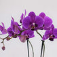 Athena'S Garden Live Orchid Plant, Light Pink Double Spike Phalaenopsis In Container, Long Lasting, Easy Care (Orchid Pa-Opp3Lps