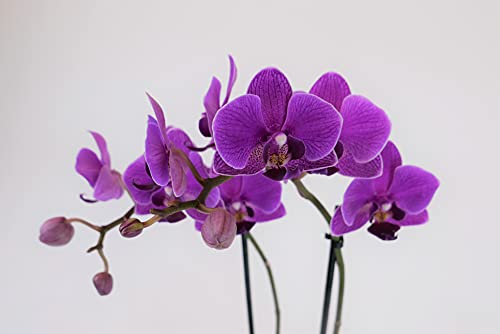 Athena'S Garden Live Orchid Plant, Light Pink Double Spike Phalaenopsis In Container, Long Lasting, Easy Care (Orchid Pa-Opp3Lps