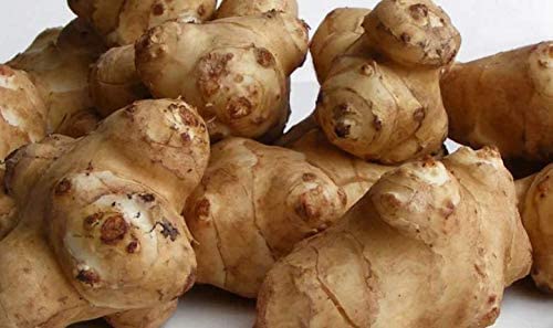 Sunchokes Adama Foods - 2 12 Pounds (2.5 Lbs) For Planting Or Eating Fedex 2Day