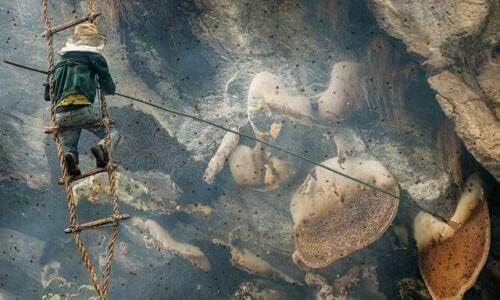 Wild Himalayan Honey Cliff Made Red Honey Harvested by Indigenous Tribes Wildflower Nectar 150G from Lamjung Nepal