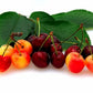 Bellindora Vinegar 900101 Balsamic Cherry - Pack Of 3