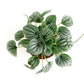 Shop Succulents Peperomia Frost, Live Indoor Plant, Low Maintenance Compact Houseplant With Striking Silver-Gray Leaves, Ideal F