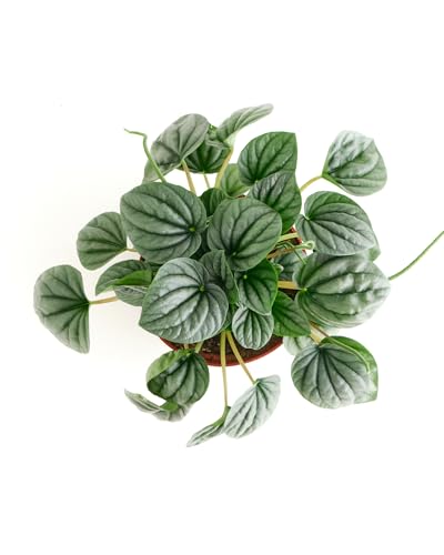 Shop Succulents Peperomia Frost, Live Indoor Plant, Low Maintenance Compact Houseplant With Striking Silver-Gray Leaves, Ideal F