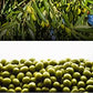 Olivar Santamaria | Extra Virgin Olive Oil | Enhanced Picual Variety | First Cold Pressed | Sdiscomfort-Reducing | High Polyphenol | Perfect For Salad Dressings | Cooking | Frying & Marinades | 169.07 Fl Oz (5 Liter) (Pack Of 3)