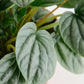 Shop Succulents Peperomia Frost, Live Indoor Plant, Low Maintenance Compact Houseplant With Striking Silver-Gray Leaves, Ideal F