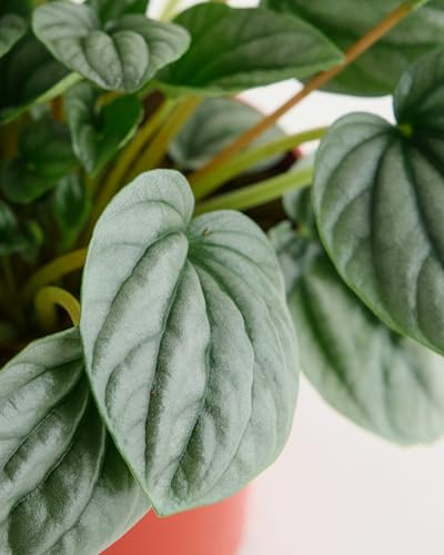 Shop Succulents Peperomia Frost, Live Indoor Plant, Low Maintenance Compact Houseplant With Striking Silver-Gray Leaves, Ideal F