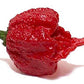 Elijahs Xtreme Carolina Reaper Hot Pepper Sauce, Sweet Black Cherries & Cranberries, 5 oz, 2-Pack