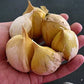 Garlic Elephant -0.15 Oz About 20 To 25 Cloves Organic Fresh Seeds Cloves Garlic Elephant For Planting, Eating And Growing Your