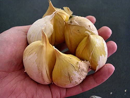 Garlic Elephant -0.15 Oz About 20 To 25 Cloves Organic Fresh Seeds Cloves Garlic Elephant For Planting, Eating And Growing Your