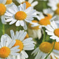 Damtuh Chamomile Tea Bag 1G X 10T