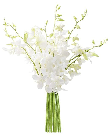 KaBloom Flowers - Mother's Day Collection - 10 White Orchid without vase, Gift for Birthday, Sympathy, Anniversary, Get Well, Th
