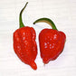 The Spice Lab Ghost Pepper Salt - Gluten-Free, Non-GMO, 3.5 oz French Jar, Model 4237-4J, All Natural Gourmet Spicy Salt