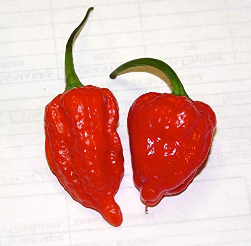The Spice Lab Ghost Pepper Salt - Gluten-Free, Non-GMO, 3.5 oz French Jar, Model 4237-4J, All Natural Gourmet Spicy Salt