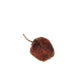 4Oz Dried Habanero Peppers By 1400S Spices