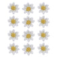 Global Sugar Art 36 Count Edible Daisy Sugar Cake Flowers, White Unwired, Small 1 Inch By Chef Alan Tetreault