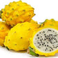 Kejora Fresh Yellow Dragon Fruit (6 pcs)