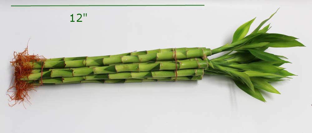 Athenas Garden Lucky Bamboo Stalks with Green Shoot 12, B-SS12