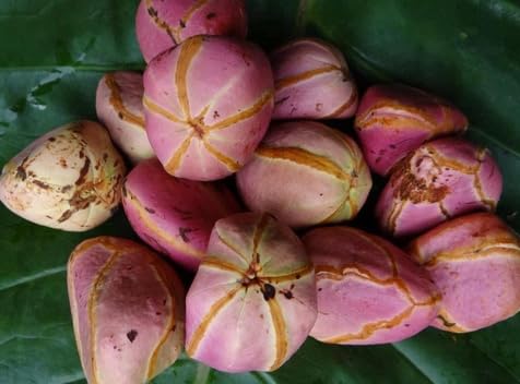 4 Lobes African Kola nut, Oji Igbo, Cola Acuminata Kola Nuts, Kolanut, 8 oz/ 220 gram