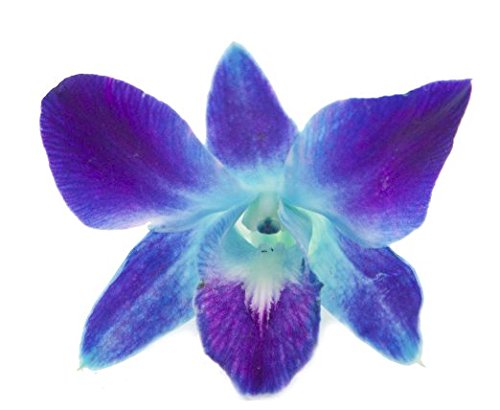 Eflowerwholesale - Premium Cut Blue Orchids (10 Stems Orchid With Rhinestone Mesh Ribbon Vase)