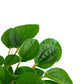 Shop Succulents Peperomia Rana Verde Indoor Plant, Low Maintenance, 6 Inch Pot, Vibrant Green Leaves