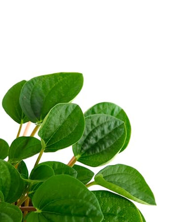 Shop Succulents Peperomia Rana Verde Indoor Plant, Low Maintenance, 6 Inch Pot, Vibrant Green Leaves