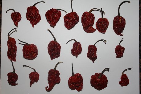 Wicked Tickle Spice Gift Set - 10 Ghost, 10 Scorpion, 10 Carolina Reaper Peppers + 2 Free Each (36 Total)