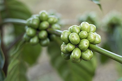 Good Times Coffee Co. Green Unroasted Coffee Beans, Costa Rican Tarrazu (1 Pound)