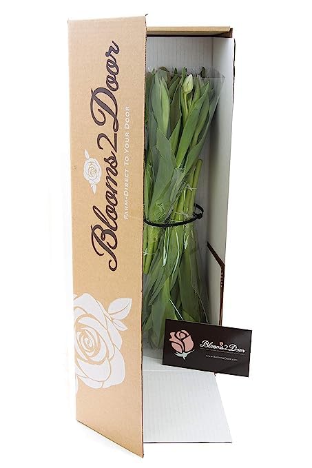 KaBloom Wedding Collection - 20 Purple Tulips - Fresh Flowers for Birthdays, Anniversaries, Valentines Day