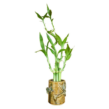 5-Stalk Live Lucky Bamboo Plant Arrangement With Ceramic Vase For Home  Office And Gift  Easy Care Plant And Lucky Symbol (Frog Vase)
