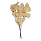 Vickerman 13.5-17'' Bleached Dried Moneta Leaf on Twig Bundle Preserved.