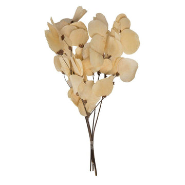 Vickerman 13.5-17'' Bleached Dried Moneta Leaf on Twig Bundle Preserved.