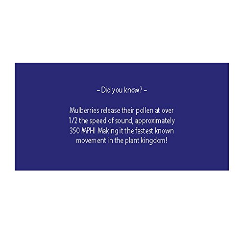 Foods Alive Organic Dried White Mulberries, 8 oz (227 g)