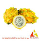 Kejora Fresh Yellow Dragon Fruit (6 Pcs)
